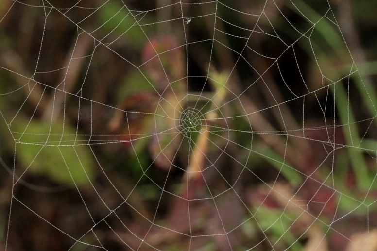 spiral web